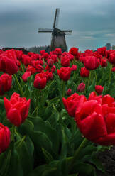 Vibrant red tulips in full bloom with a traditional Dutch windmill under a cloudy sky in the background - ADSF52388