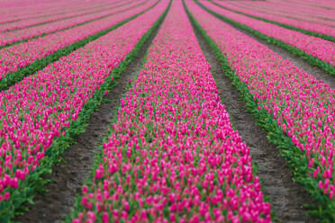 Endlose Reihen blühender rosa Tulpen bilden ein auffälliges Muster in einem niederländischen Blumenfeld - ADSF52390