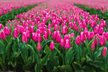 Endlose Reihen blühender rosa Tulpen bilden ein auffälliges Muster in einem niederländischen Blumenfeld - ADSF52391