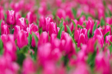 Endless rows of blooming pink tulips create a striking pattern in a Dutch flower field - ADSF52392