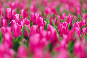 Endlose Reihen blühender rosa Tulpen bilden ein auffälliges Muster in einem niederländischen Blumenfeld - ADSF52392