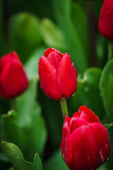 Close up of vibrant red tulips with water droplets in full bloom with green leafs in the background - ADSF52393