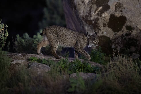 Ein einsamer iberischer Luchs schleicht nachts durch felsiges Gelände, wobei das sanfte Licht der Dämmerung seinen Weg durch die zerklüftete Landschaft erhellt - ADSF52439