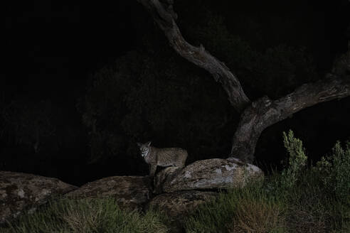 Im Mantel der Nacht navigiert ein iberischer Luchs durch eine zerklüftete Landschaft, seine Gestalt wird vom spärlichen Mondlicht beleuchtet - ADSF52440