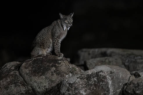 Ein iberischer Luchs sitzt auf einem Felsvorsprung und beobachtet sein nächtliches Revier, eine Gestalt von Anmut und Kraft in der stillen Nacht - ADSF52442