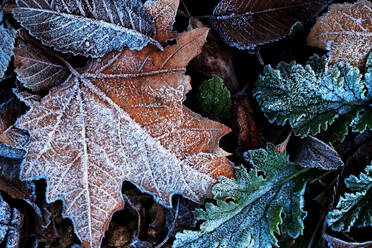 Close-up of frosty leaves showing intricate ice patterns on a chilly winter day - ADSF52449