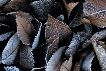 A close-up photo capturing the intricate details of leaves edged with frost, showcasing the beauty of nature in winter - ADSF52450