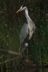 A solitary grey heron stands in a marsh, bathed in a beam of sunlight filtering through the foliage highlighting its striking plumage - ADSF52469