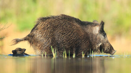 Ein Wildschwein mit seinen Jungen bei der Futtersuche am Ufer eines Gewässers in einem natürlichen Lebensraum, der die zarte Seite der Wildtiere zeigt - ADSF52471