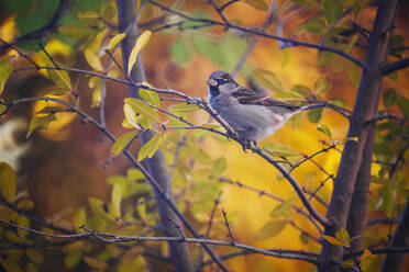 Ein einsamer Haussperling hockt auf einem dünnen Zweig inmitten von leuchtendem Herbstlaub und bietet einen Blick auf die Einfachheit und Schönheit der Natur - ADSF52475