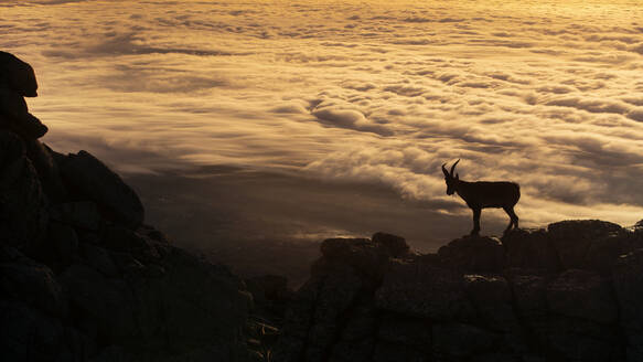 Einsame iberische Bergziege auf dem Kamm der Sierra de Guadarrama, mit Blick auf ein dichtes, wolkenverhangenes Tal, das die stille Majestät der Natur verkörpert - ADSF52476