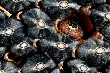 Nahaufnahme einer springenden Spinne inmitten von Sonnenblumenkernen. Die Augen der Spinne sind deutlich zu erkennen, und ihr pelziger Körper steht im Kontrast zu den strukturierten Samen. - ADSF52481