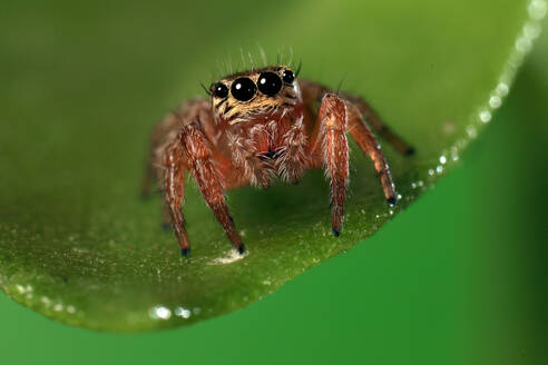 Lebendige Makroaufnahme einer springenden Spinne auf einem grünen Blatt mit Wassertropfen, die ihre detaillierten Augen und ihren pelzigen Körper hervorhebt - ADSF52482