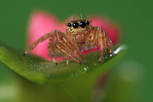 Lebendige Makroaufnahme einer springenden Spinne auf einem grünen Blatt mit Wassertropfen, die ihre detaillierten Augen und ihren pelzigen Körper hervorhebt - ADSF52483
