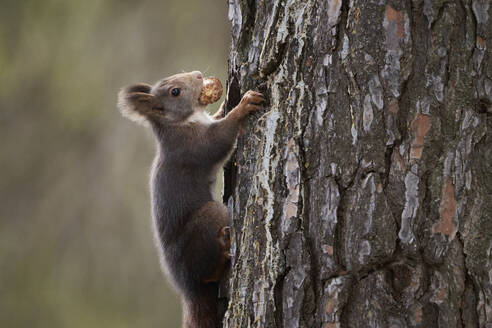 A close-up image capturing a squirrel as it ascends the rugged bark of a large tree in a natural wooded environment - ADSF52495
