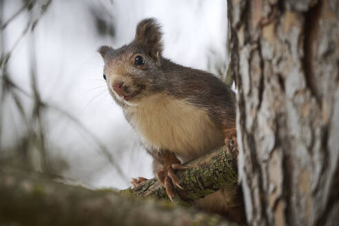 Ein neugieriges braunes Eichhörnchen mit buschigem Schwanz lugt hinter der Rinde eines Baumes hervor, vor einem unscharfen natürlichen Hintergrund - ADSF52496