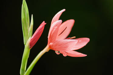 A delicate pink tropical flower glistens with water droplets against a dark green backdrop, showcasing the beauty of nature in this close-up image - ADSF52502