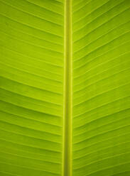 Eine detaillierte Nahaufnahme, die die leuchtend grüne Textur und die Linien eines Bananenblattes zeigt und die natürlichen Muster hervorhebt - ADSF52505