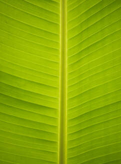 Eine detaillierte Nahaufnahme, die die leuchtend grüne Textur und die Linien eines Bananenblattes zeigt und die natürlichen Muster hervorhebt - ADSF52505