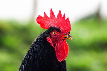 Nahaufnahme eines schwarzen Hahns, der seinen leuchtend roten Kamm vor einem unscharfen grünen Hintergrund zur Geltung bringt - ADSF52507