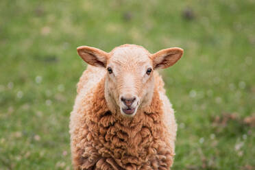 Ein neugieriges Schaf mit Fleece-Fell schaut direkt in die Kamera, während im Hintergrund eine weiche, grüne Wiese verschwimmt - ADSF52511
