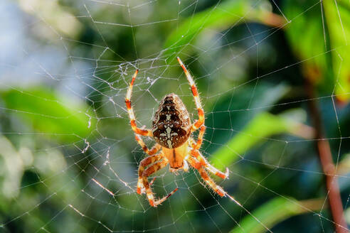 Eine lebendige Nahaufnahme einer detaillierten Spinne, die auf ihrem feinen Netz ruht, mit einem unscharfen grünen Hintergrund, der ihre Präsenz hervorhebt - ADSF52512