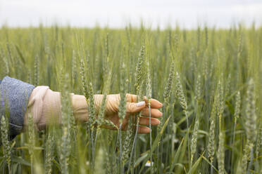 Nahaufnahme der Hand einer anonymen Frau, die sanft die Spitzen der grünen Weizenhalme auf einem Feld berührt - ADSF52550