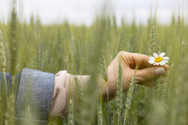 Nahaufnahme eines einzelnen, zarten Gänseblümchens, das von einer anonymen Frau sanft zwischen den Fingern gehalten wird und sich vor dem dichten Hintergrund eines grünen Weizenfeldes abhebt - ADSF52551