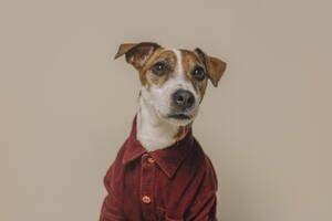 Jack Russell Terrier dog wearing burgundy shirt against beige background - VSNF01553