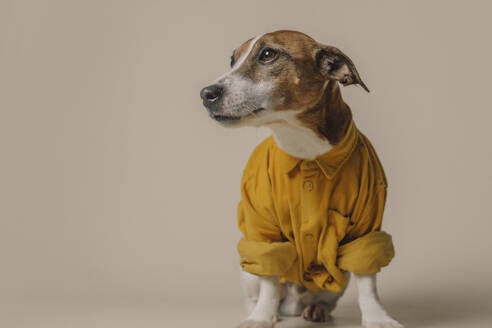 Jack Russell Terrier Hund in gelbem Hemd vor beigem Hintergrund - VSNF01555