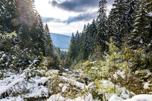 Deutschland, Bayern, Nadelwald in den Allgäuer Alpen - EGBF01023