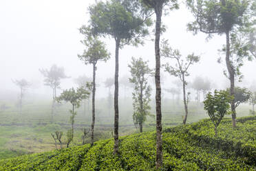 Sri Lanka, Provinz Uva, Grüne Teeplantage im Nebel - EGBF01030