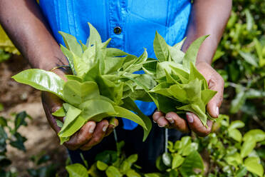 Sri Lanka, Provinz Uva, Hände eines Plantagenarbeiters bei der Teeernte - EGBF01031