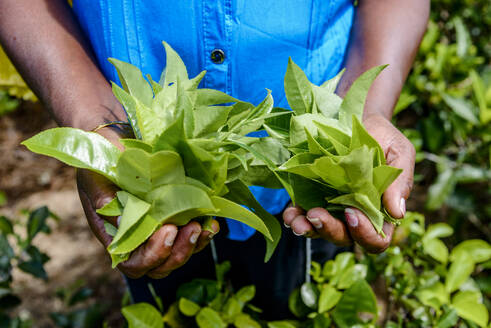 Sri Lanka, Provinz Uva, Hände eines Plantagenarbeiters bei der Teeernte - EGBF01031