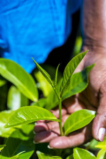 Sri Lanka, Provinz Uva, Hand eines Plantagenarbeiters, der die wachsenden Teeblätter berührt - EGBF01032