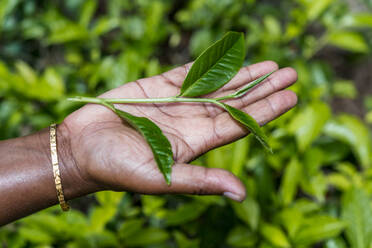 Sri Lanka, Provinz Uva, Hände eines Plantagenarbeiters bei der Teeernte - EGBF01033