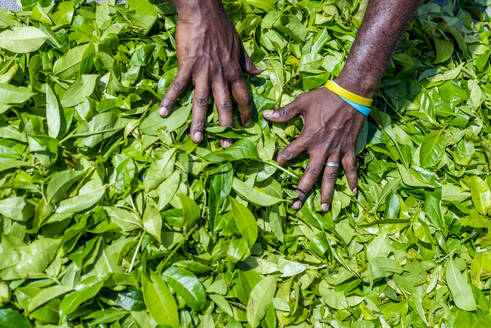 Sri Lanka, Provinz Uva, Hände eines Plantagenarbeiters bei der Teeernte - EGBF01034