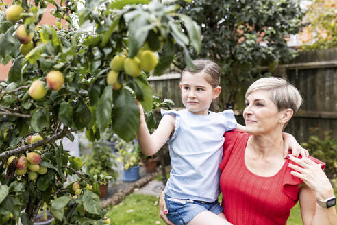 Mutter mit Tochter pflückt Früchte vom Baum im Garten - WPEF08135