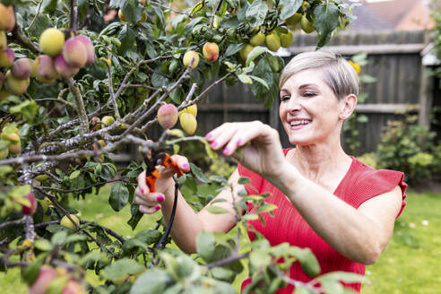 Smiling woman trimming branches from fruit tree in back yard - WPEF08138