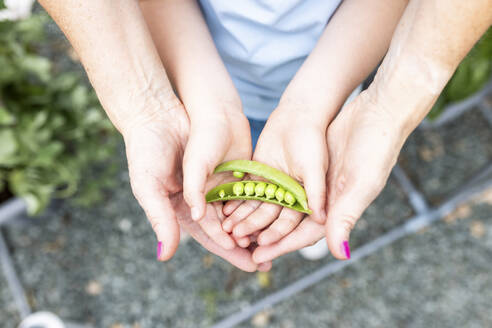 Hände von Mutter und Tochter halten grüne Erbsenschoten im Garten - WPEF08143