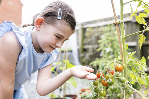Lächelndes Mädchen berührt eine Tomatenpflanze im Garten - WPEF08144