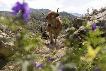 Kuh in der Nähe von Felsen in den Picos De Europa in Covadonga, Asturien, Spanien - MMPF01128