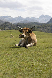 Cows resting near Picos De Europa mountains in Covadonga, Asturias, Spain - MMPF01129