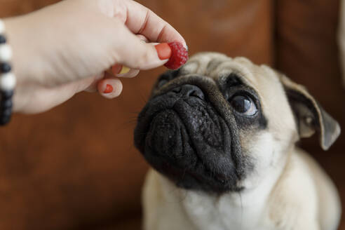 Hand of woman feeding raspberry to Pug dog - EHAF00195