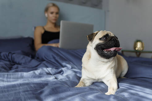 Pug sitting near owner on bed at home - EHAF00197