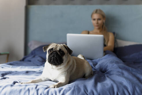 Pug sitting on bed near owner at home - EHAF00199