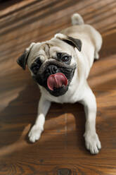 Niedlicher Mops-Hund streckt zu Hause die Zunge heraus - EHAF00201