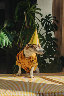 Cute Jack Russell Terrier dog in party hat and yellow shirt at home - VSNF01556