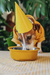 Jack Russell Terrier trägt einen gelben Partyhut und frisst Hundefutter aus einem Napf zu Hause - VSNF01557