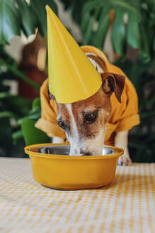 Jack Russell Terrier dog wearing yellow party hat and eating dog food from bowl at home - VSNF01557